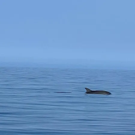 Les Oliviers Centuri-port Daire *