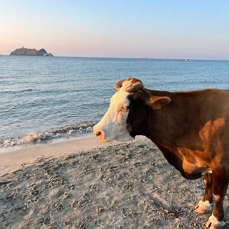Les Oliviers Centuri-port