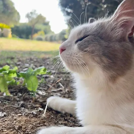 Apartamento Les Oliviers Centuri-port