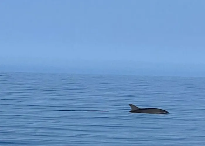 Les Oliviers Centuri-port Appartement *