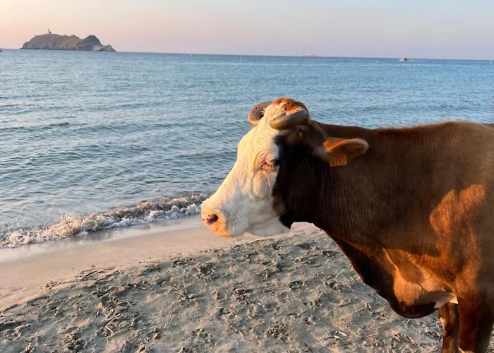 Les Oliviers Centuri-port