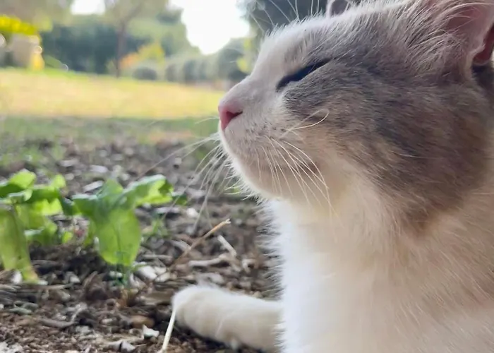 Appartement Les Oliviers Centuri-port